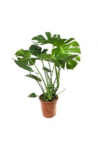 Deve Tabanı Bitkisi 90 110 Cm Monstera Deliciosa ürün fotoğrafı