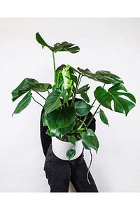 Deve Tabanı Bitkisi 90 110 Cm Monstera Deliciosa ürün fotoğrafı