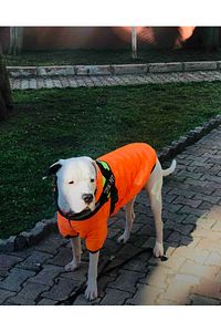 Dogi Dog Büyük Irk Neon Oranj Puf Mont ,büyük Irk Köpek Kiyafeti,köpek Elbisesi ürün fotoğrafı