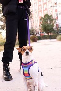 Köpek Göğüs Tasma Seti Ayarlanabilir Gezdirme Kayışı Eller Serbest Gökkuşağı Desenli ürün fotoğrafı