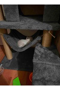 B-07 Hamaklı Yuvalı Lüx Kedi Tırmalama Evi Antrasit ürün fotoğrafı