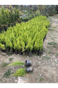Limon Çamı Limoni Servi 2 Yaşında Fidan 30-35 Cm Boy limoncam1 ürün fotoğrafı