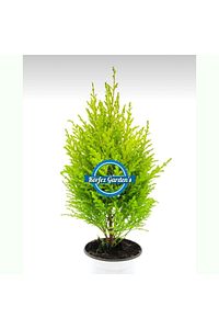 Limon Çamı Limoni Servi 2 Yaşında Fidan 30-35 Cm Boy limoncam1 ürün fotoğrafı