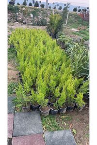 Limon Çamı Limoni Servi 2 Yaşında Fidan 30-35 Cm Boy limoncam1 ürün fotoğrafı