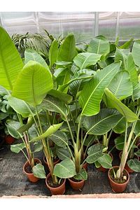 Starliçe Cennet Kuşu Strelitzia Nicolai 70cm ürün fotoğrafı