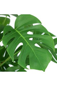 Monstera Deliciosa - Deve Tabanı - Ev Ofis Salon Iç Mekan Bitkisi - 60 Cm ürün fotoğrafı