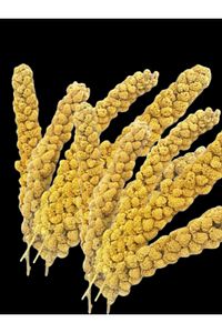 Dal Darı 100 gr Ak Dal Darı Daldarı 100 gr ürün fotoğrafı