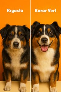 Kedi ve Köpekler İçin Omega 3 ve 6 İçerikli Balık Yağı – Tüy ve Genel Sağlık Destekleyici ürün fotoğrafı