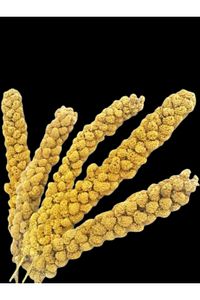 Dal Darı 100 gr Ak Dal Darı Daldarı 100 gr ürün fotoğrafı