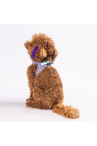 Ice Cream Air-mesh Göğüs Tasması Kedi Köpek Göğüs Tasması ürün fotoğrafı