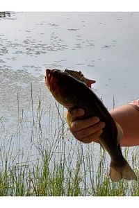 8 Eklemli 3d Oynak Rapala 13.5gr Sahte Balık Yem Wobblers Swimbait Tuzlu Ve Tatlı Su ürün fotoğrafı