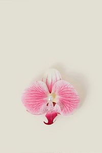 Pens-aloha Orkide Çiçeği Süslü Çok Amaçlı Pens Toka ürün fotoğrafı