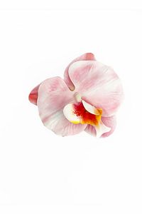 Pens-aloha Orkide Çiçeği Süslü Çok Amaçlı Pens Toka ürün fotoğrafı