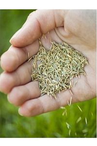 Greenbiz 7 Günde Çimlenen Üzerine Basılabilir Alkano 6'lı Karışım Çim Tohumu 1kg ürün fotoğrafı