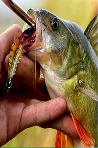 Karides Shrimp Sahte Silikon Balık Yemi Fosforlu Kancalı 7.5 Cm ürün fotoğrafı