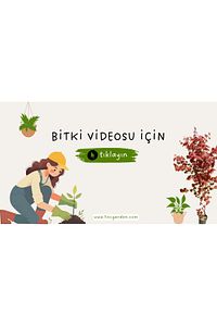 Acem Halısı 45 Adet - Mezarlık Kabir Çiçeği ürün fotoğrafı