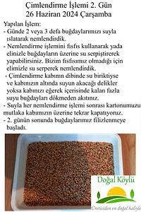1. Sınıf Işlenmemiş Buğday 3kg - Durum Buğdayı (ELENMİŞ, TOHUMLUK, YEMLİK, ILAÇSIZ TEMİZ BUĞDAY) ürün fotoğrafı