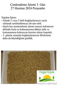 1. Sınıf Işlenmemiş Buğday 3kg - Durum Buğdayı (ELENMİŞ, TOHUMLUK, YEMLİK, ILAÇSIZ TEMİZ BUĞDAY) ürün fotoğrafı