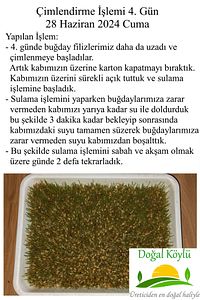 1. Sınıf Işlenmemiş Buğday 3kg - Durum Buğdayı (ELENMİŞ, TOHUMLUK, YEMLİK, ILAÇSIZ TEMİZ BUĞDAY) ürün fotoğrafı