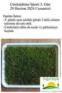 1. Sınıf Işlenmemiş Buğday 3kg - Durum Buğdayı (ELENMİŞ, TOHUMLUK, YEMLİK, ILAÇSIZ TEMİZ BUĞDAY) ürün fotoğrafı