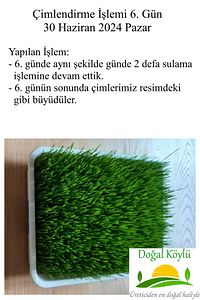 1. Sınıf Işlenmemiş Buğday 3kg - Durum Buğdayı (ELENMİŞ, TOHUMLUK, YEMLİK, ILAÇSIZ TEMİZ BUĞDAY) ürün fotoğrafı