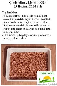 1. Sınıf Işlenmemiş Buğday 3kg - Durum Buğdayı (ELENMİŞ, TOHUMLUK, YEMLİK, ILAÇSIZ TEMİZ BUĞDAY) ürün fotoğrafı