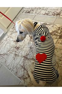 Küçük Irk Kalp Kedi-köpek Tulumu (1-10 Kg ) ürün fotoğrafı