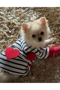 Küçük Irk Kalp Kedi-köpek Tulumu (1-10 Kg ) ürün fotoğrafı