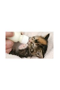 Anne Sütü Destekli Yavru Kedi Süt Tozu 200 gr ürün fotoğrafı
