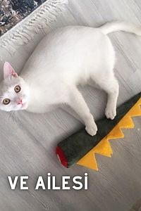 Matatabi - Dino (40X12CM) Bol Sesli, Bol Kokulu Kedi Oyuncağı ürün fotoğrafı