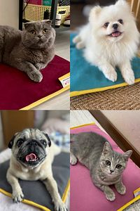 Serin (60X40CM) - 4 Mevsim Kedi/ Köpek Matı, Sıcak Veya Soğuk Kullanılabilen Minder Yatak ürün fotoğrafı