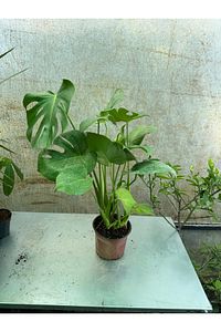Deve Tabanı Bitkisi 60-70 Cm Monstera Deliciosa Özel Kutulu ürün fotoğrafı