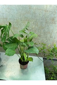 Deve Tabanı Bitkisi 60-70 Cm Monstera Deliciosa Özel Kutulu ürün fotoğrafı
