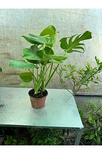 Deve Tabanı Bitkisi 60-70 Cm Monstera Deliciosa Özel Kutulu ürün fotoğrafı
