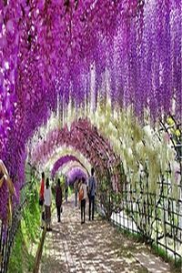 Wisteria Sinensis Kokulu Çin Morsalkım Mor Salkım Fidanı 20-40 Cm ürün fotoğrafı
