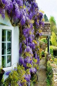 Wisteria Sinensis Kokulu Çin Morsalkım Mor Salkım Fidanı 20-40 Cm ürün fotoğrafı