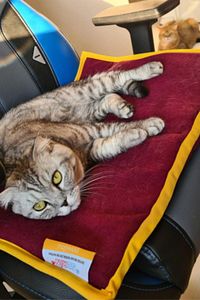 Serin (60X40CM) - 4 Mevsim Kedi/ Köpek Matı, Sıcak Veya Soğuk Kullanılabilen Minder Yatak ürün fotoğrafı