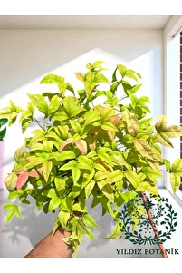 Renk Değiştiren Cennet Bambusu Çiçeği Nandina Fire Power Hediyelik Bitki 30-40 Cm ürün fotoğrafı