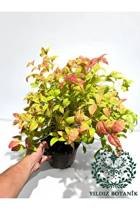 Renk Değiştiren Cennet Bambusu Çiçeği Nandina Fire Power Hediyelik Bitki 30-40 Cm ürün fotoğrafı