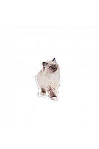 Kitten Jelly 85 Gr 12 Adet ürün fotoğrafı