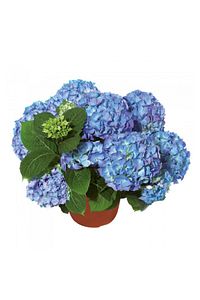 Canlı Ortanca Çiçeği Fidanı Koyu Mavi 10-20 Cm ürün fotoğrafı