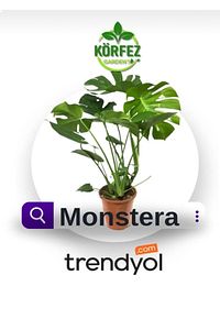 Deve Tabanı - Monstera Deliciosa - 50 Cm Boyunda ürün fotoğrafı