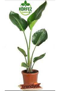 Starliçe Cennet Kuşu Strelitzia 40-50cm Özel Kutulu Gönderim ürün fotoğrafı