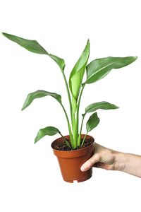 Starliçe Cennet Kuşu Strelitzia 40-50cm Özel Kutulu Gönderim ürün fotoğrafı