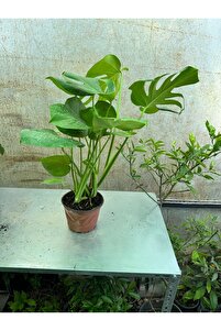 Deve Tabanı Bitkisi 60-70 Cm Monstera Deliciosa Özel Kutulu ürün fotoğrafı