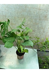 Deve Tabanı Bitkisi 60-70 Cm Monstera Deliciosa Özel Kutulu ürün fotoğrafı