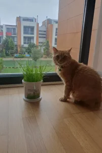 %100 Doğal Kedi Çimi (tüy Yumağı Önleyici) ürün fotoğrafı