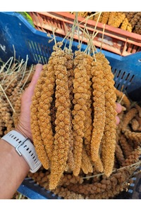 Kızıl Dal Darı (YENİ MAHSUL) 500 gr ürün fotoğrafı