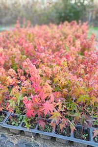 Japon Akçaağacı Acer Palmatum 80,100 Cm ürün fotoğrafı