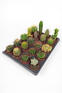 20 Li Kaktüs Set - 20 Adet Özel Tür Kaktüs ürün fotoğrafı